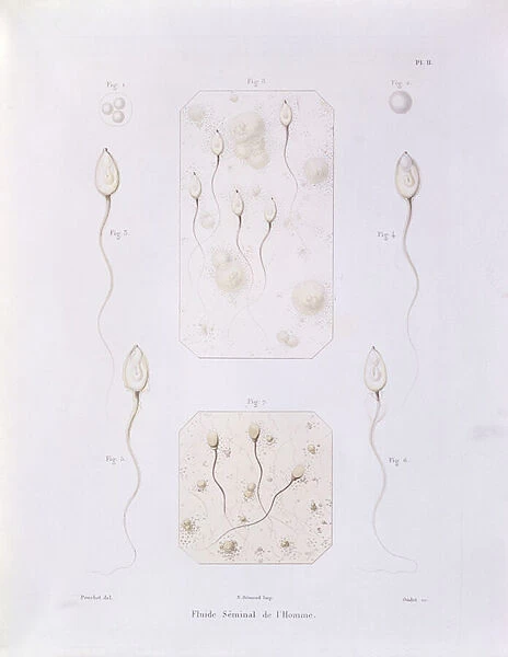 Seminal fluid, from Theorie Positive de l Ovulation Spontanee et de la Fecondation des Mammiferes et de l Espece Humaine by Felix-Archimede Pouchet (1800-72) engraved by Oudet, Paris, 1847 (coloured engraving)