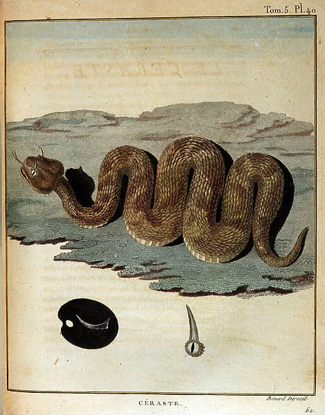 Serpent - in 'Journey to Nubia and Abyssinia undertaken to discover