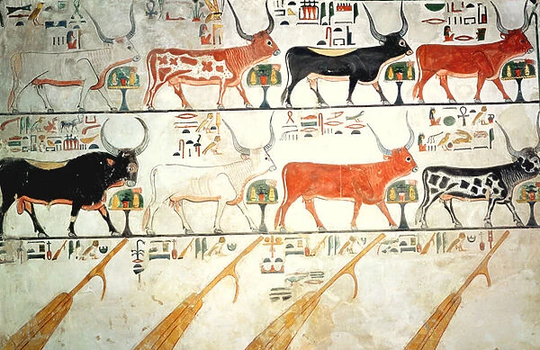 The seven celestial cows and the sacred bull and the four rudders of heaven
