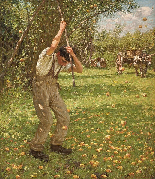 Shaking Down Cider Apples (oil on canvas)