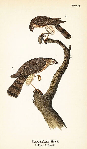 Sharp-shinned hawk, Accipiter striatus, male with prey 1, female 2