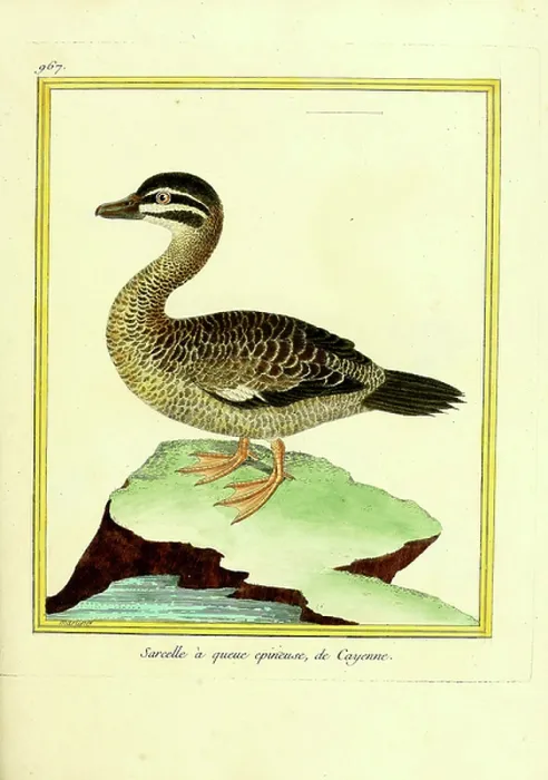 Framed Print : Sharp-tailed Teal from Cayenne (print) Framed Print : Sharp-tailed Teal from Cayenne (print)