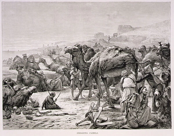 Shearing Camels, 19th century (engraving on paper)