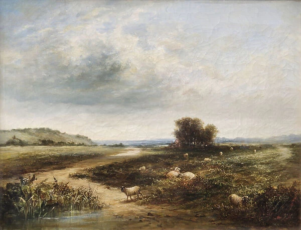 Sheep on a Common (oil on canvas)