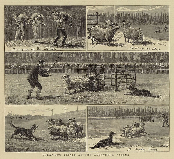 Sheep-Dog Trials at the Alexandra Palace (engraving)