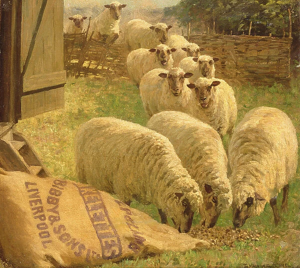Sheep feeding from an upturned grain bag (oil on canvas)