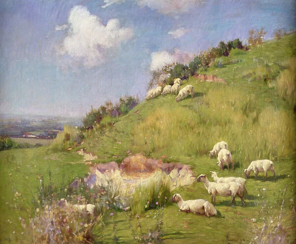Sheep on a Hill Side (oil on canvas)