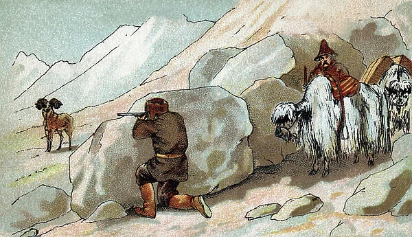 Sheep Hunters, Himalayas - They are a back of Yak (yacks) (Hunters of bighorn sheep, they use yak as pack animal, Himalaya). End of the 19th century (chromolithograph)