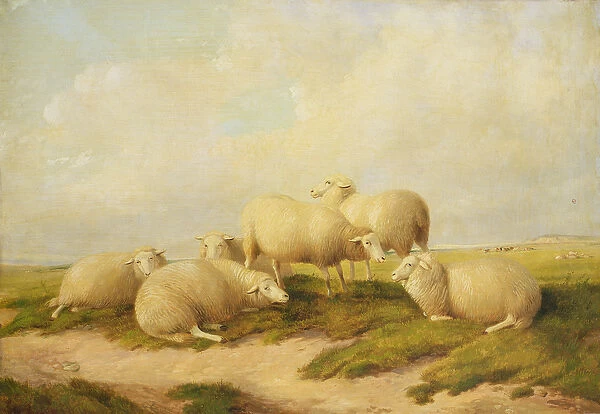 Sheep (oil on canvas)