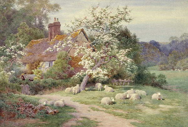 Sheep outside a cottage in Springtime