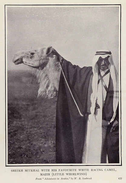 Sheikh Mitkhal with his favourite white racing camel, Mazir, Little Whirlwind (b  /  w photo)