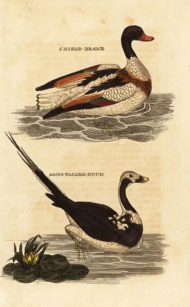 Shelduck, Tadorna tadorna, and long-tailed duck, Clangula hyemalis