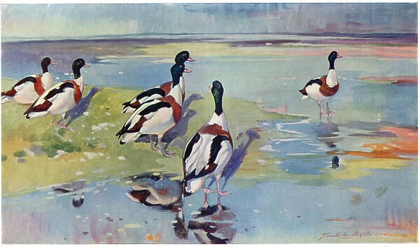 Shelducks on the Flats, illustration from Wildfowl and Waders (colour litho)