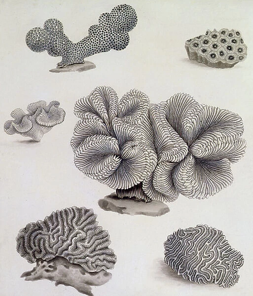 Shells and Marine Flora (pencil, pen, ink & w / c) (see also 351985, 351986 and 351987)