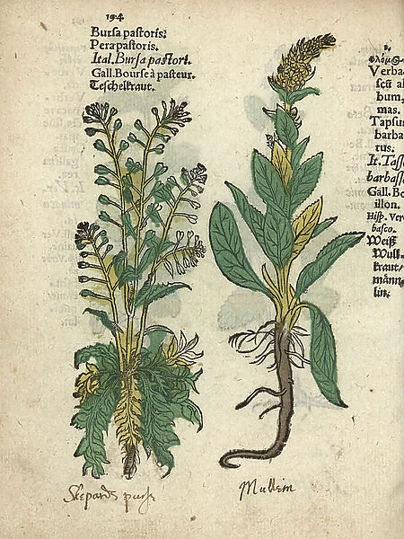 Shepherd's purse, Capsella bursa-pastoris, and mullein, Verbasum album mas. Handcoloured woodblock engraving of a botanical illustration from Adam Lonicer's Krauterbuch, or Herbal, Frankfurt, 1557