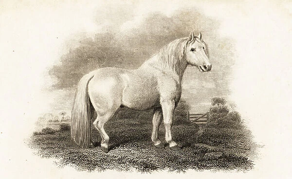 Shetland Pony. 1805 (engraving)