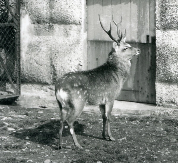 A Sika  /  Japanese  /  Spotted Stag standing in his enclosure, at London Zoo