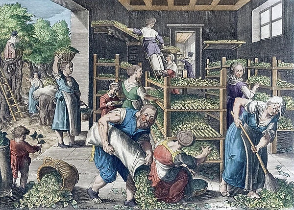 Silk production in Europe in the 16th century (print)
