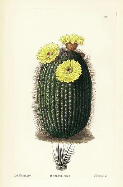 Silver ball cactus, Parodia scopa (Broom hedgehog cactus, Echinocactus scopa). Handcoloured copperplate engraving by G. Barclay after Miss Sarah Drake from John Lindley and Robert Sweet's Ornamental Flower Garden and Shrubbery, G