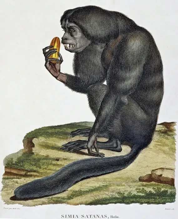 Framed Print : Simia satanas, monkey from Orinoco, engraving, Paris, 1811, South America, 17th -19th century