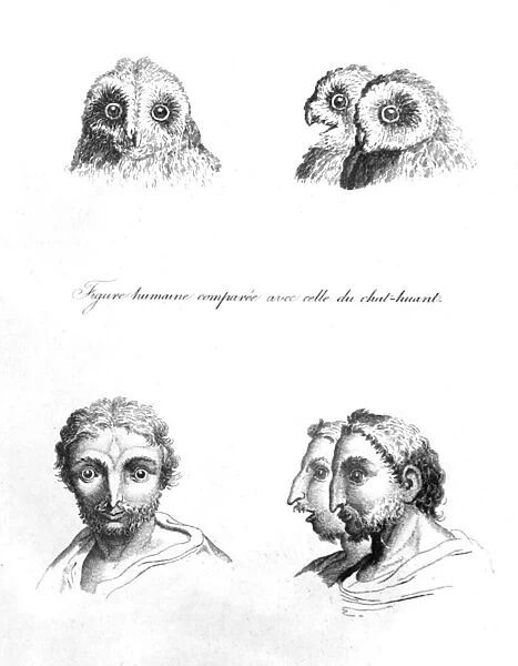 Similarities between the Head of a Barn Owl and a Man, from L