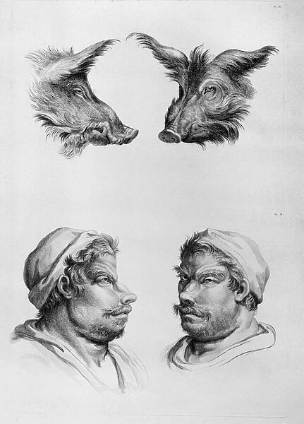 Similarities Between the Head of a Boar and a Man, from