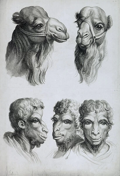 Similarities Between the Head of a Camel and a Man, from