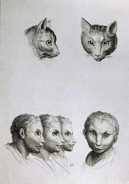 Similarities Between the Head of a Cat and a Man, from