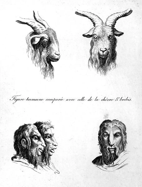 Similarities between the head of a Goat and a Man, from L