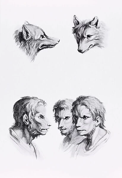 Similarities Between the Head of a Wolf and a Man, from