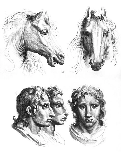 Similarities between the heads of a horse and a man, from