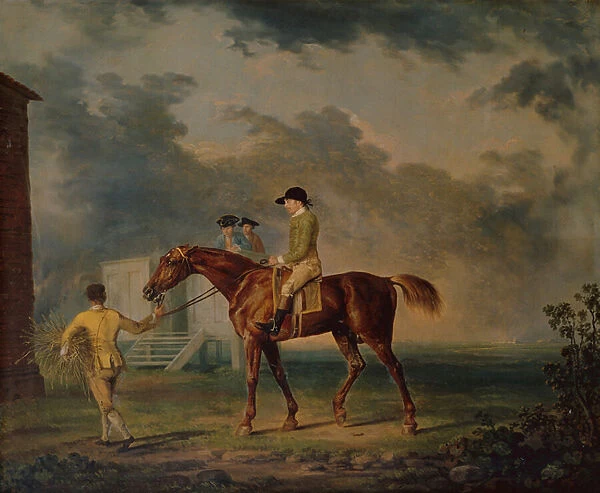 Sir Salomon, A Bay Racehorse with J. Singleton, Newmarket (oil on canvas)