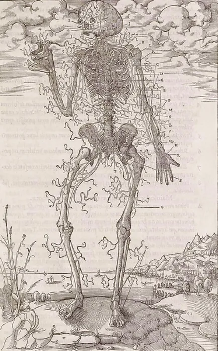 Framed Print : A skeleton Framed Print : A skeleton