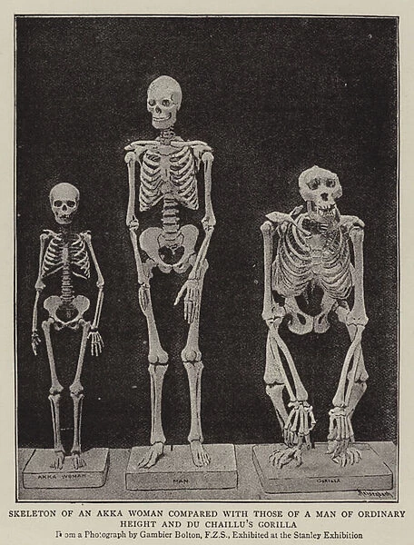 Skeleton of an Akka Woman compared with those of a Man of Ordinary Height and Du Chaillus Gorilla (b  /  w photo)