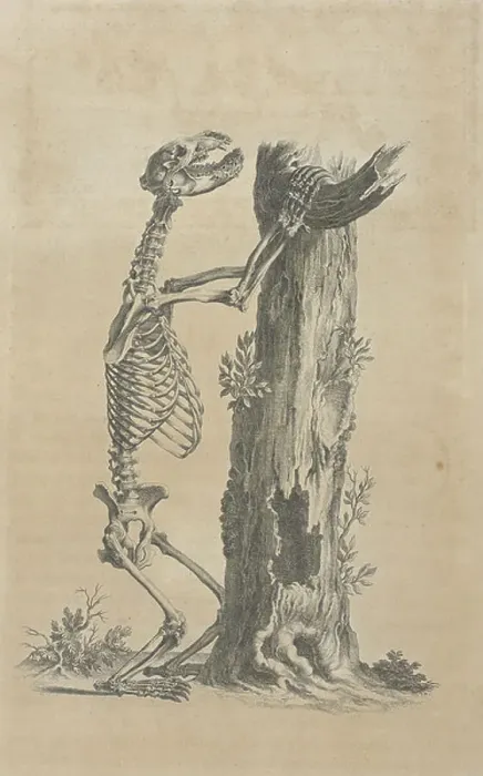 Framed Print : Skeleton of a bear