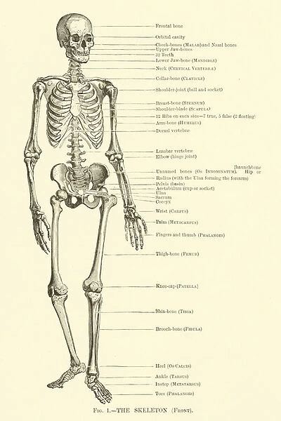 The Skeleton, Front (engraving)