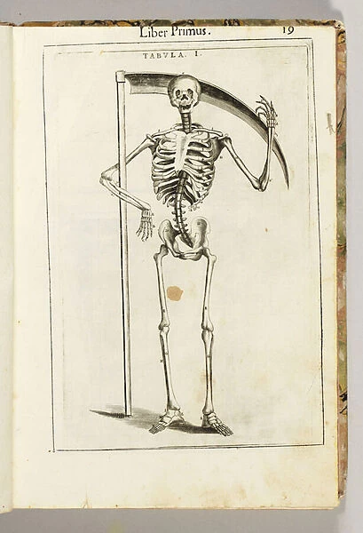 A skeleton holding a scythe in the style of a grim reaper