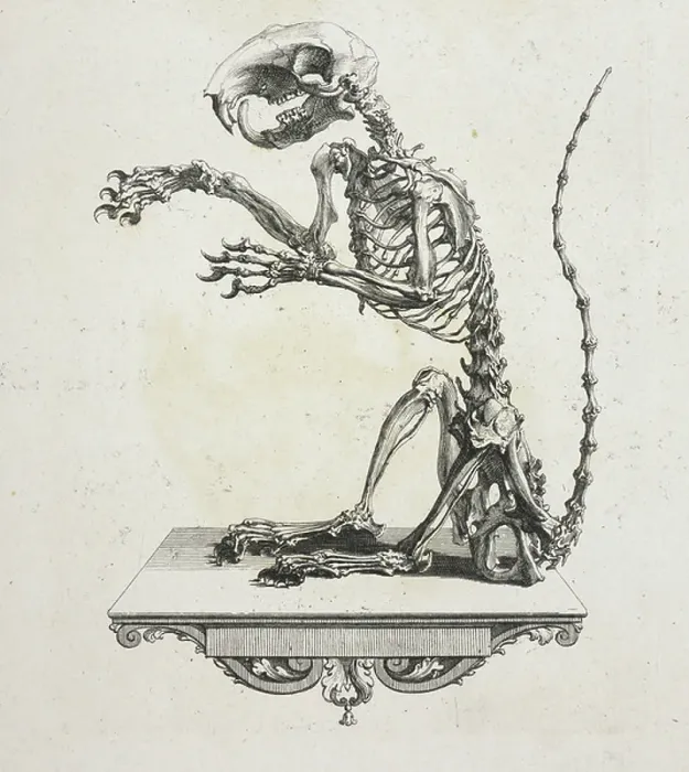 Framed Print : Skeleton of a squirrel
