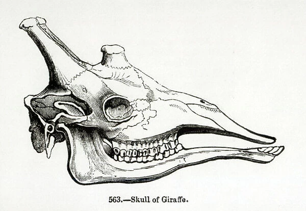 Skull of a Giraffe (litho) (b  /  w photo)