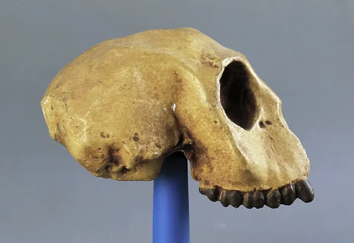 Framed Print : Skull of Mesopithecus, from Pikermi, Greece