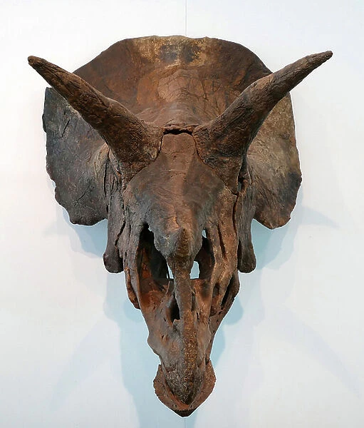 Skull of a Triceratops