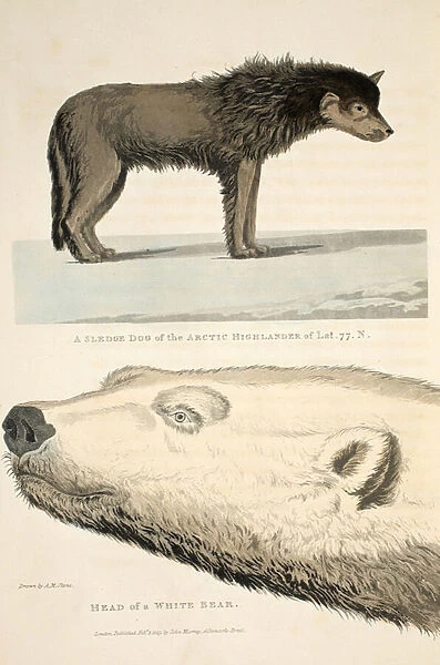 A Sledge Dog of the Arctic Highlander and the Head of a White Bear