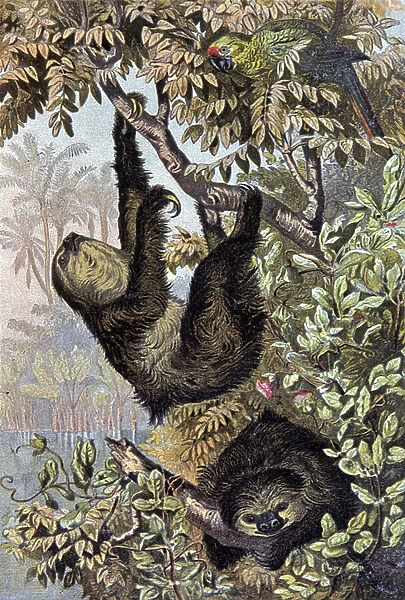 Sloth, 1884 (illustration)