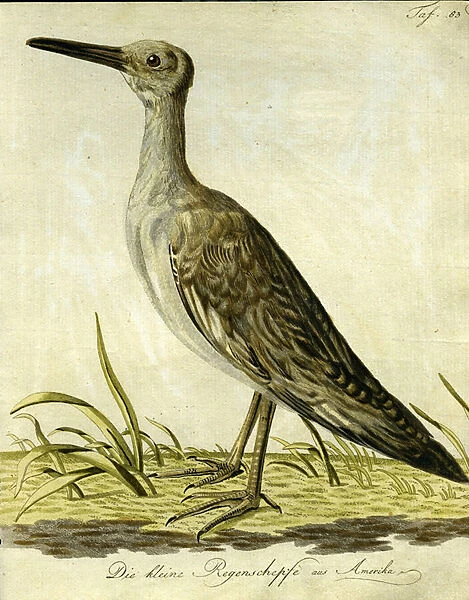 Small American Snipe, 1793 (handcoloured engraving)