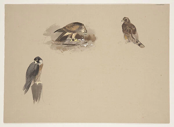 Three small vignettes of peregrine falcon and 2 other birds of prey, c