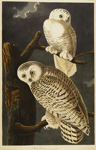 Snowy Owl (Nyctea Scandiaca) plate CXXI from The Birds of America