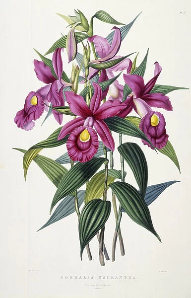 Sobralia Macrantha, c. 1837-43 (hand-coloured litho)