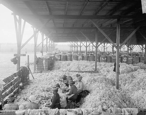 Sorting cotton for the Atlantic Cotton Compress Company, Pensacola, Florida