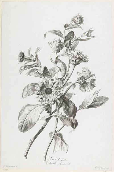 Souci des Jardins, from Fleurs Dessinees d apres Nature, c. 1800 (stipple engraving)