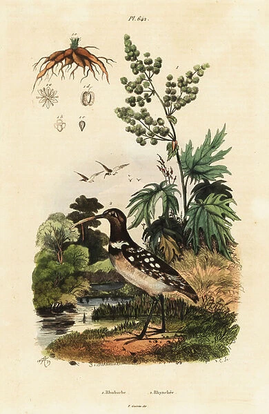 South American painted-snipe and Chinese rhubarb. 1824-1829 (engraving)